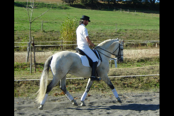 ecurie_korrigan_forcalquier_04_elevage_anciens_chevaux_Salero